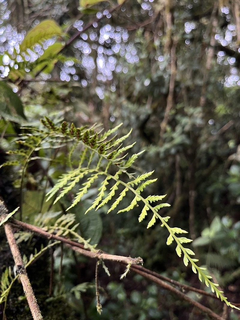 Asplenium cuspidatum photo 8