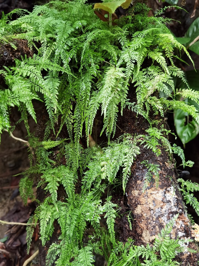 Asplenium cuspidatum var. triculum