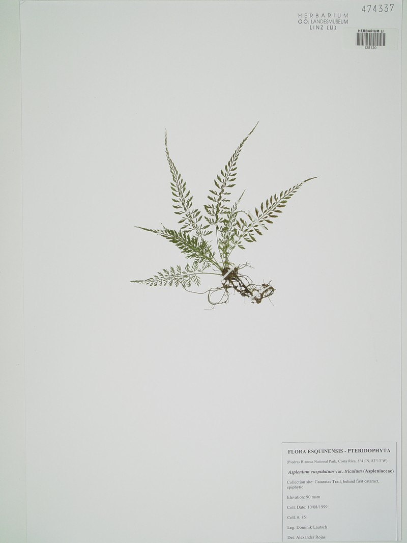 Asplenium cuspidatum var. triculum photo 2