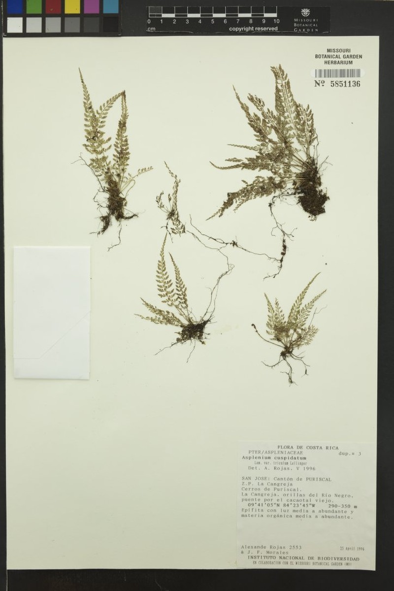 Asplenium cuspidatum var. triculum photo 3