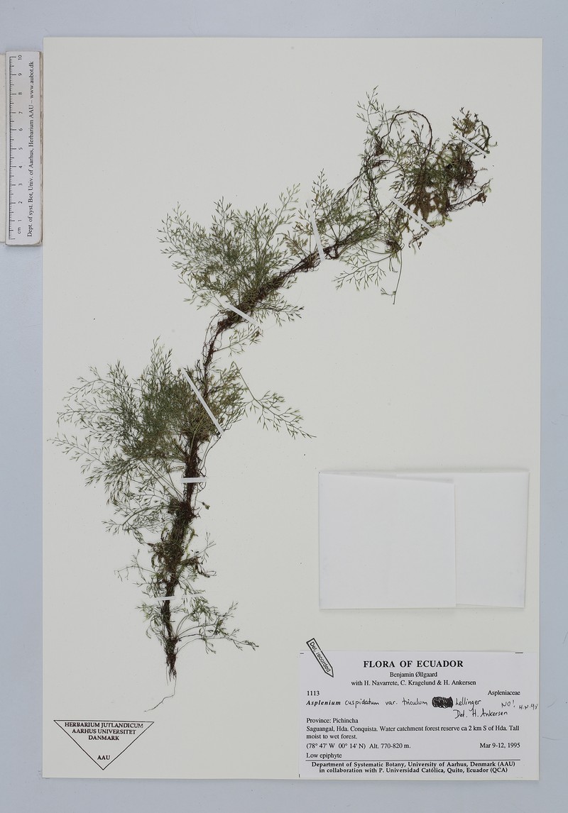 Asplenium cuspidatum var. triculum photo 4