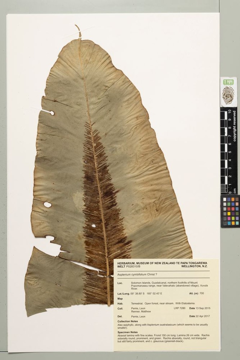 Asplenium cymbifolium photo 2