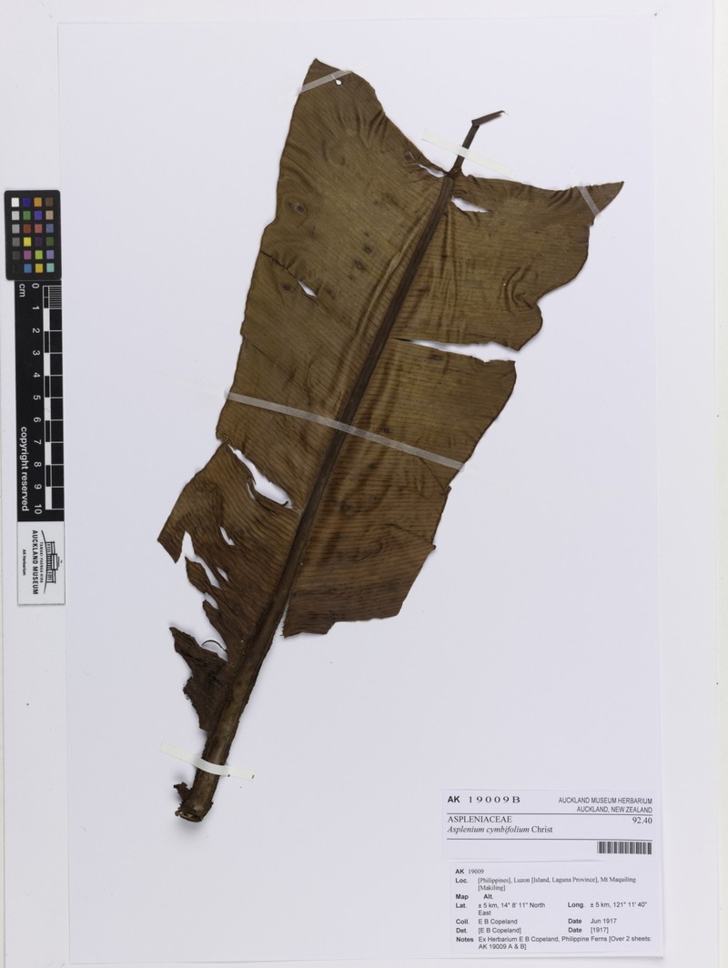 Asplenium cymbifolium