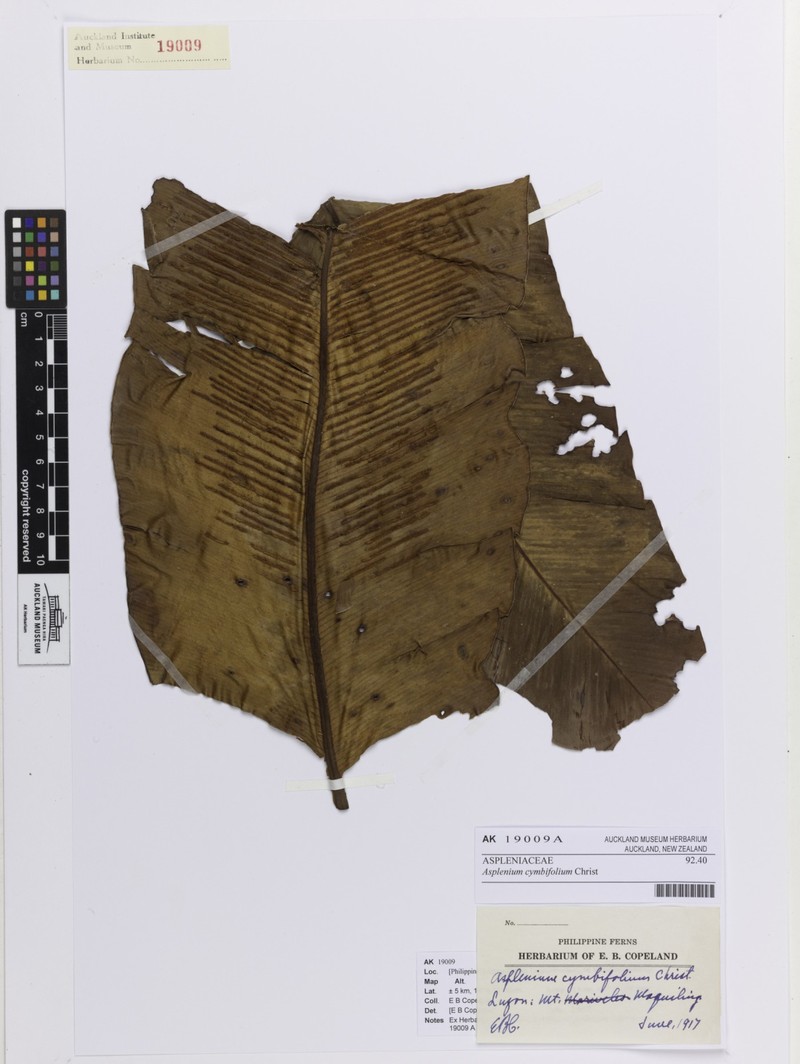 Asplenium cymbifolium photo 6