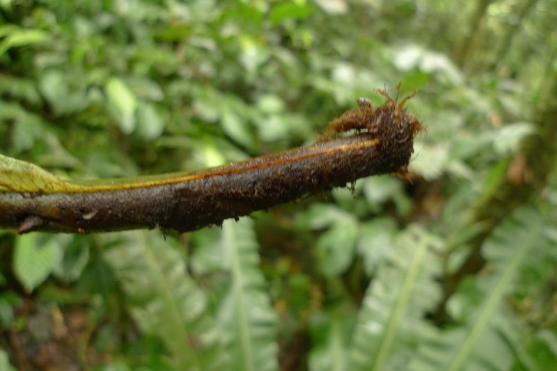 Asplenium cymbifolium