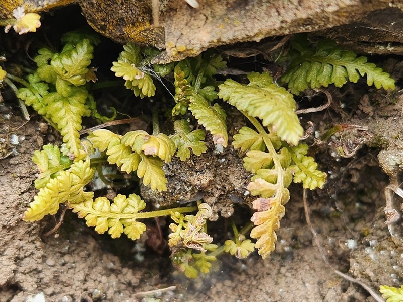 Asplenium daghestanicum photo 4