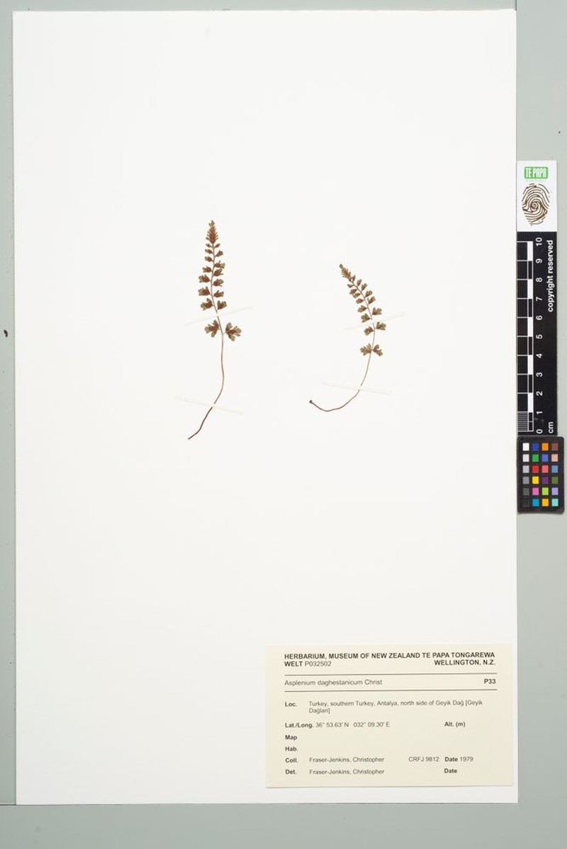Asplenium daghestanicum photo 2