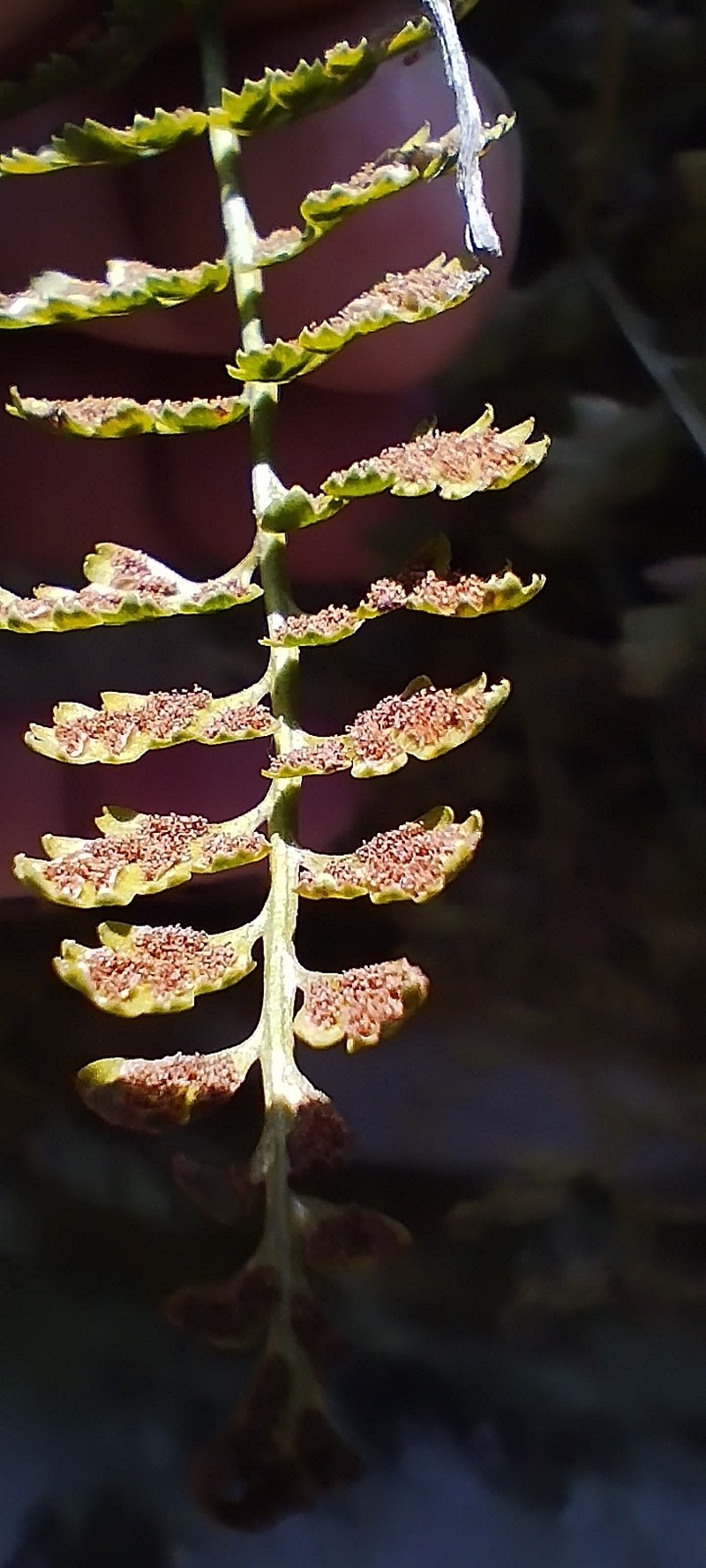 Asplenium daghestanicum photo 3