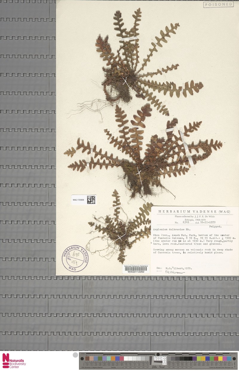 Countess Dalhousie's Spleenwort