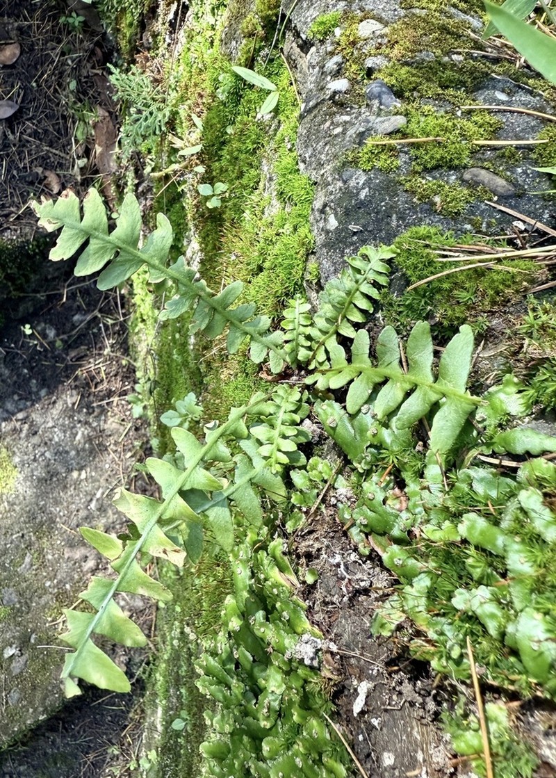 Asplenium dalhousieae