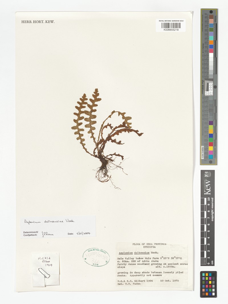 Asplenium dalhousieae photo 4
