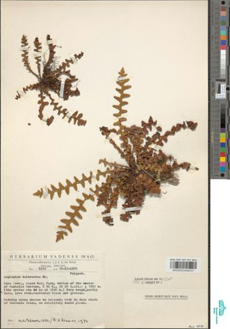Asplenium dalhousieae