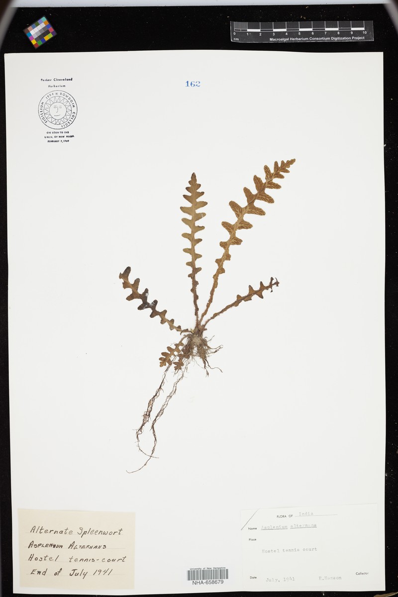 Asplenium dalhousieae photo 2