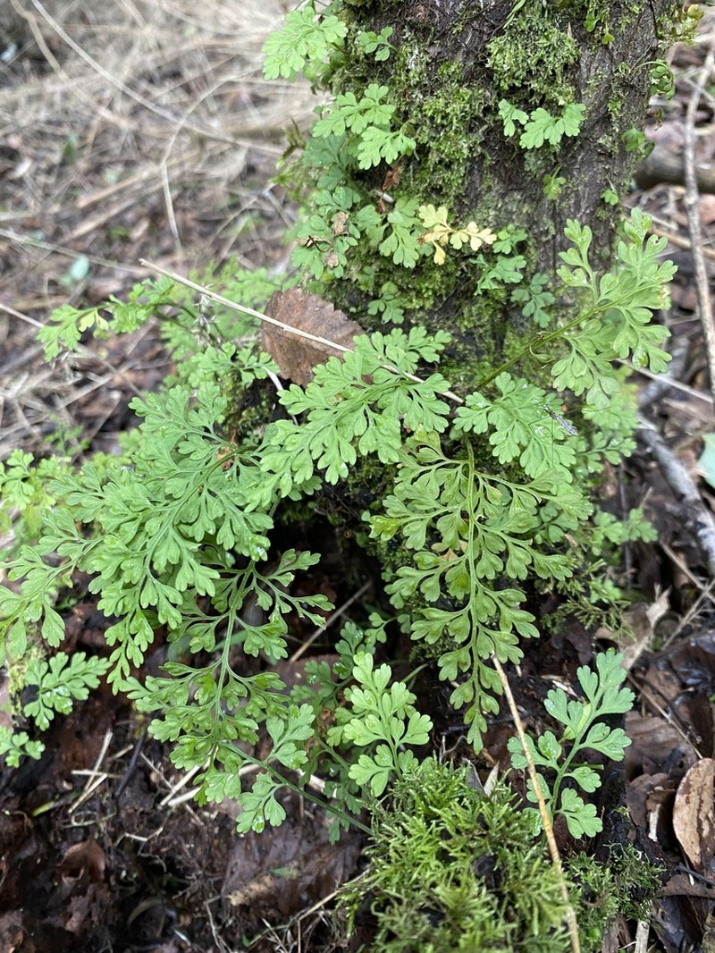 Asplenium dareoides photo 2