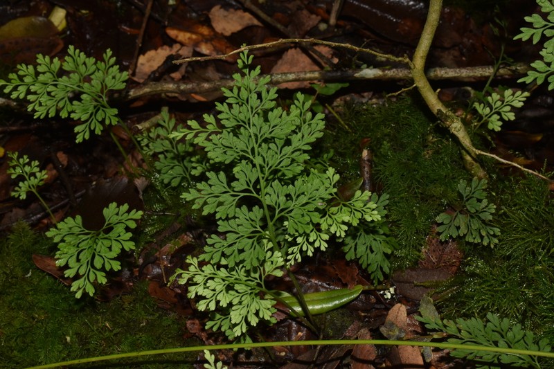 Asplenium dareoides photo 3