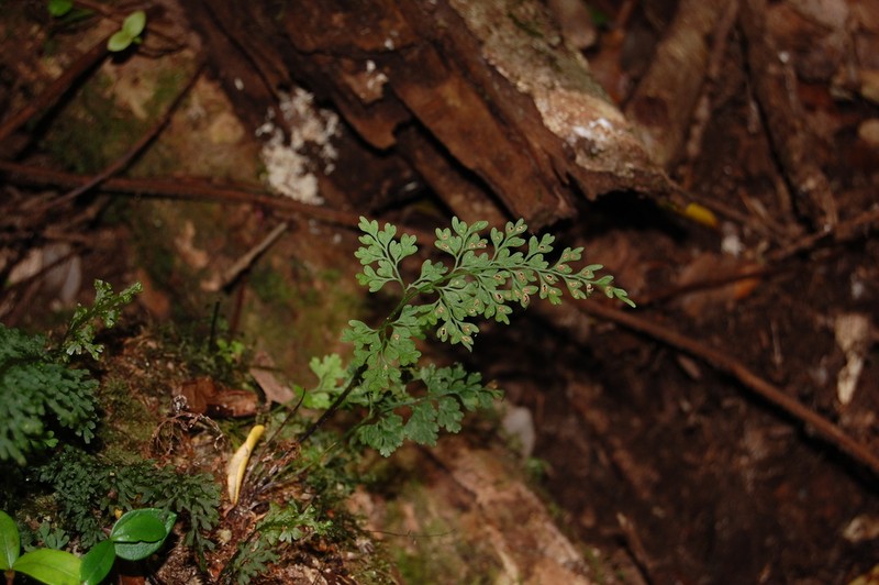 Asplenium dareoides photo 4