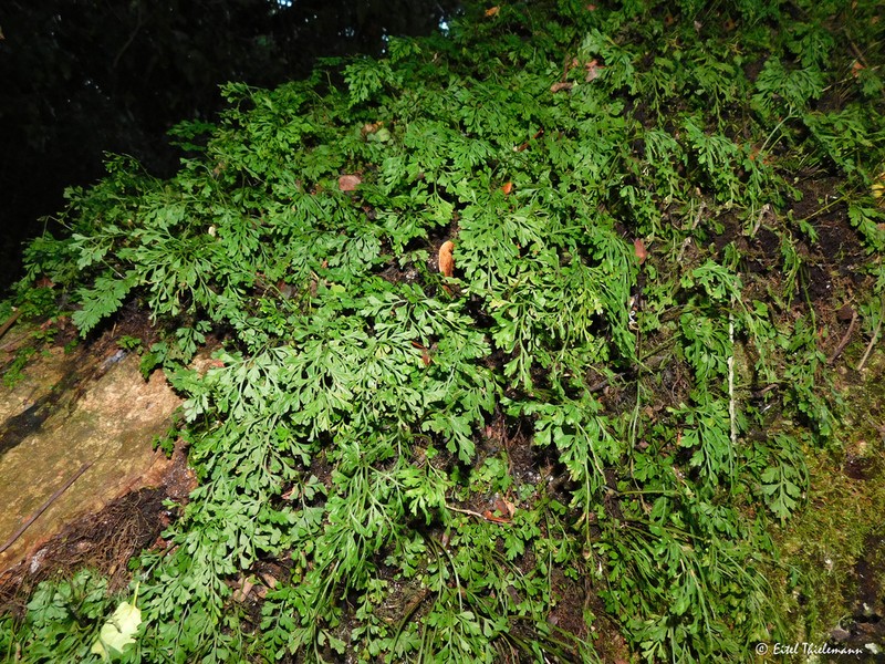 Asplenium dareoides photo 5