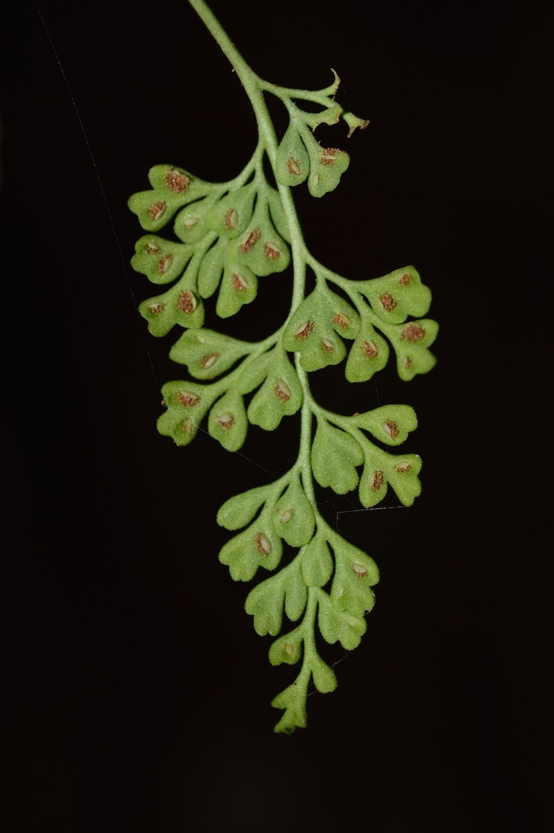 Asplenium dareoides photo 6