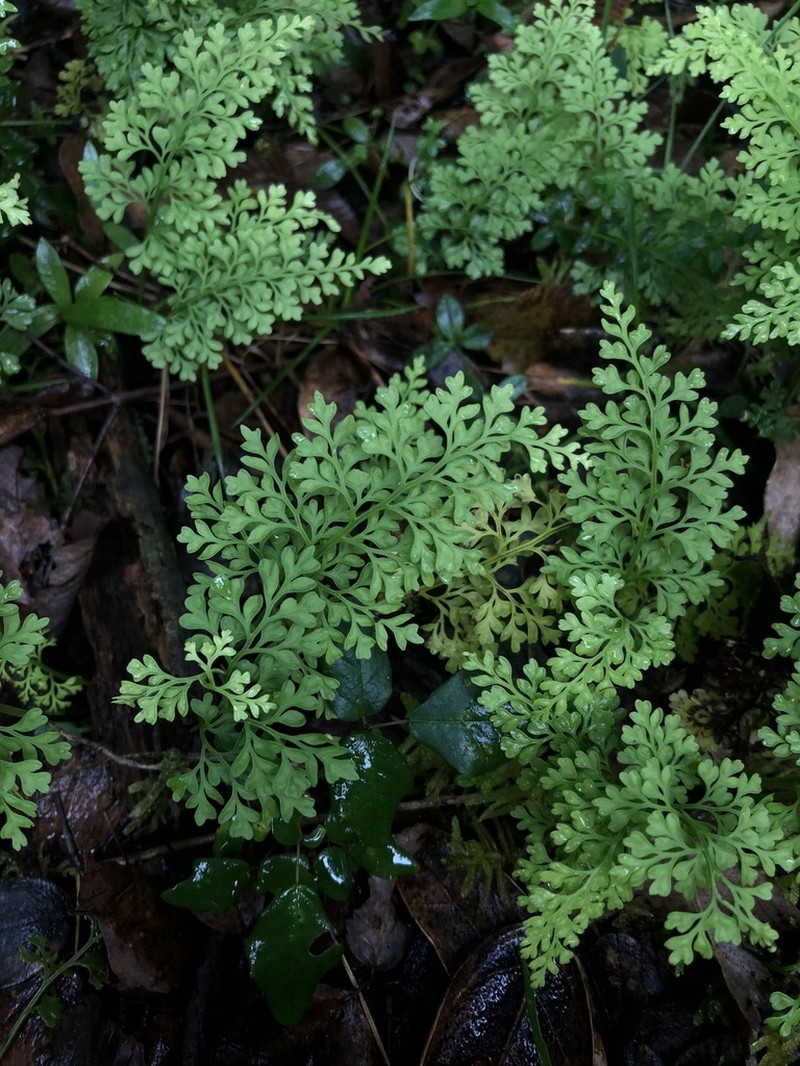 Asplenium dareoides photo 7