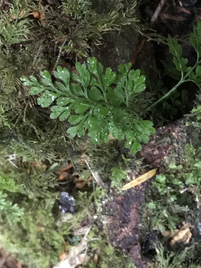 Asplenium dareoides photo 8