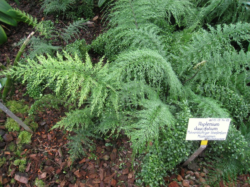 Asplenium daucifolium