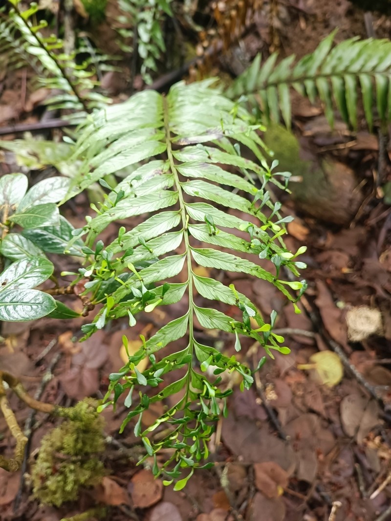 Asplenium daucifolium photo 2