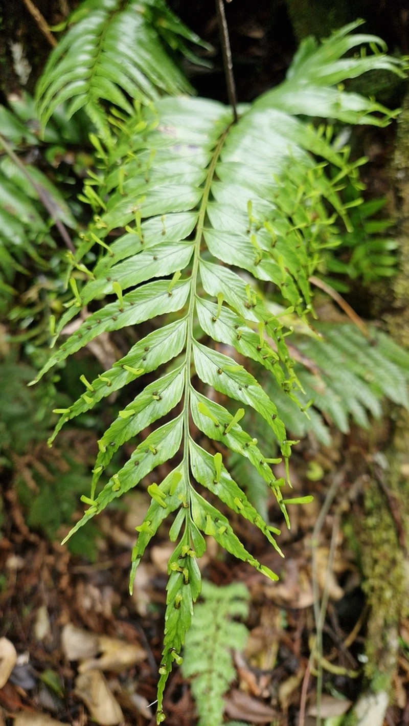 Asplenium daucifolium photo 3