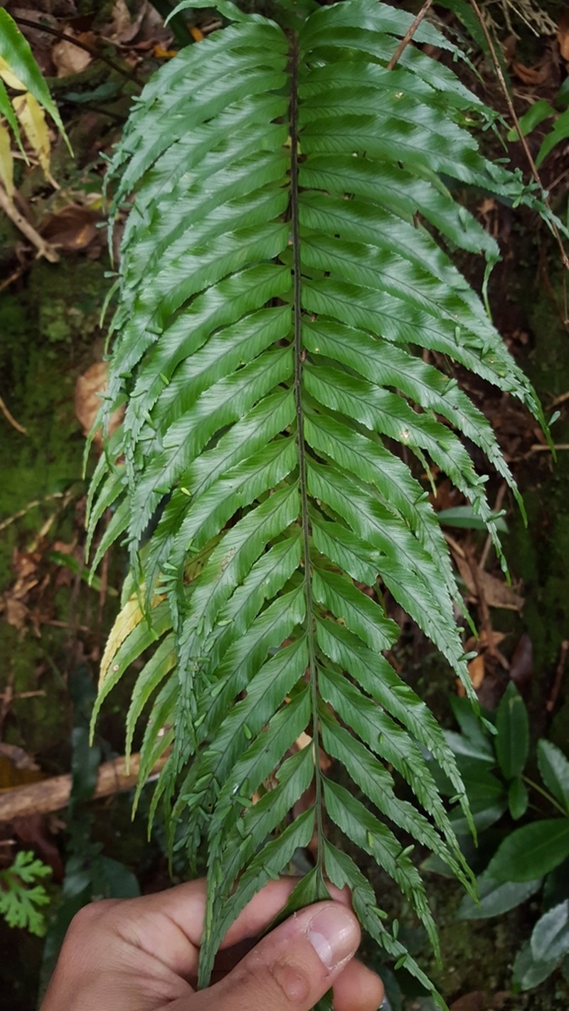 Asplenium daucifolium photo 4