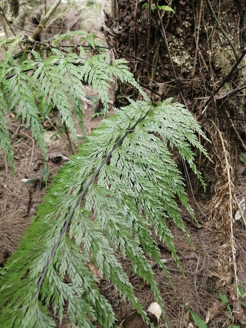 Asplenium daucifolium photo 5
