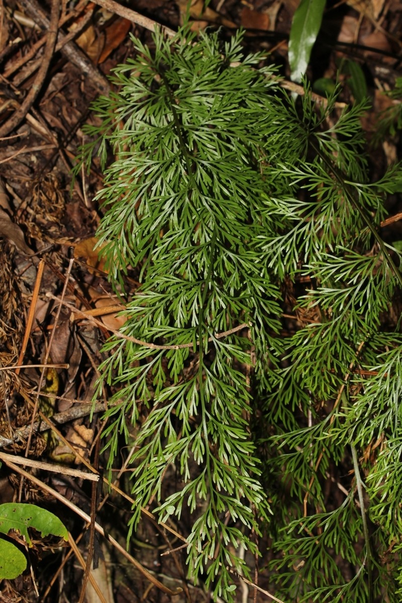 Asplenium daucifolium photo 6