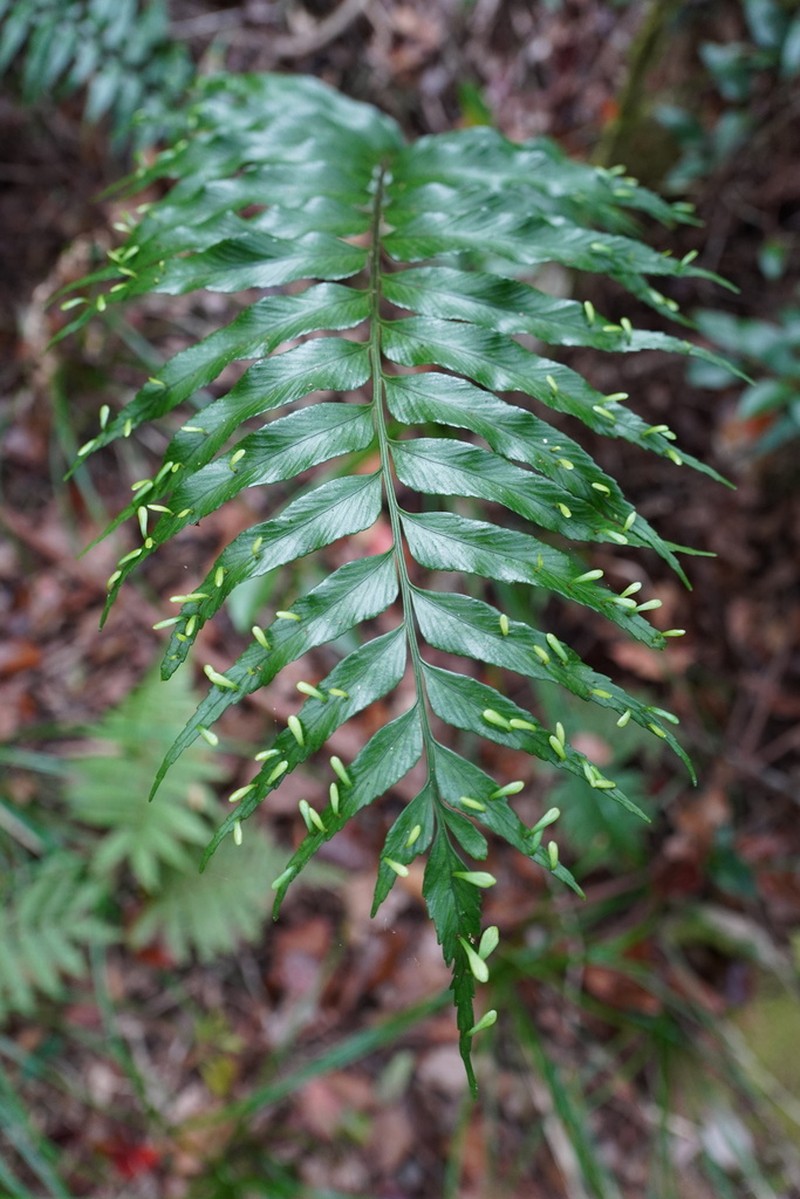 Asplenium daucifolium photo 7