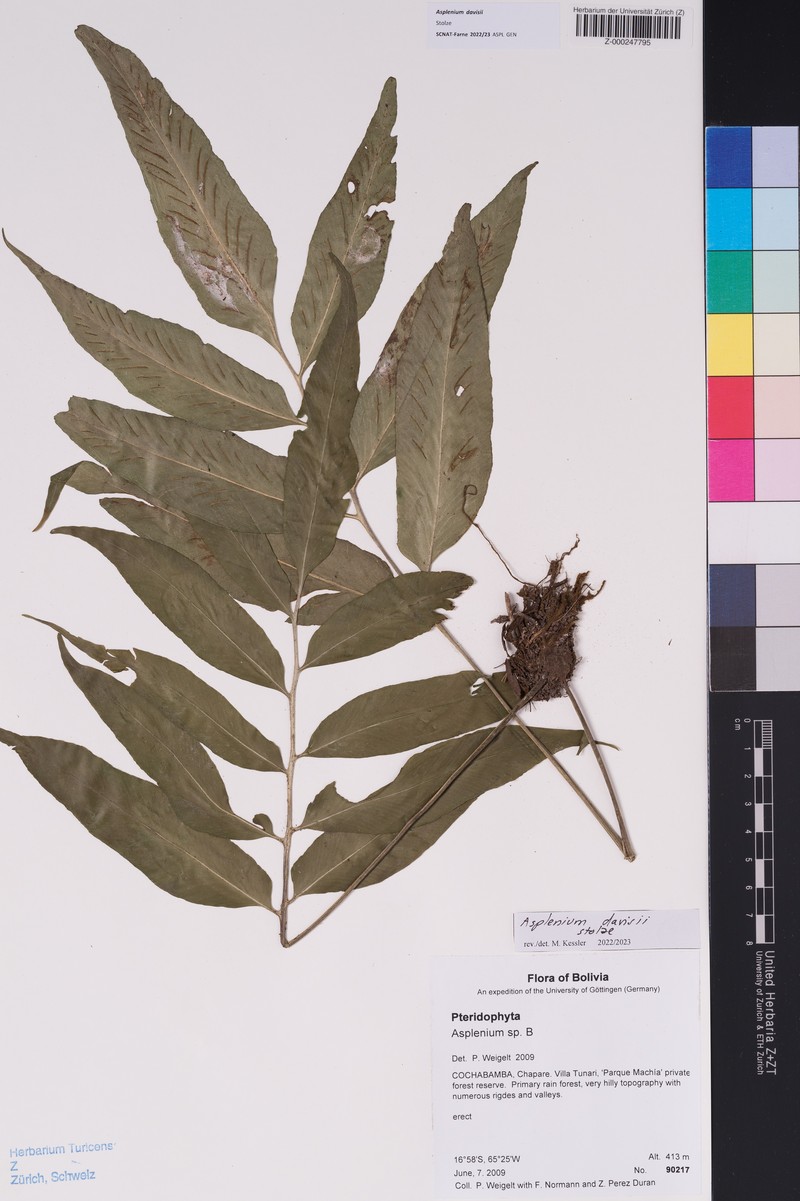 Asplenium davisii photo 2