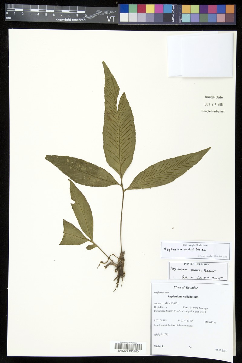 Asplenium davisii