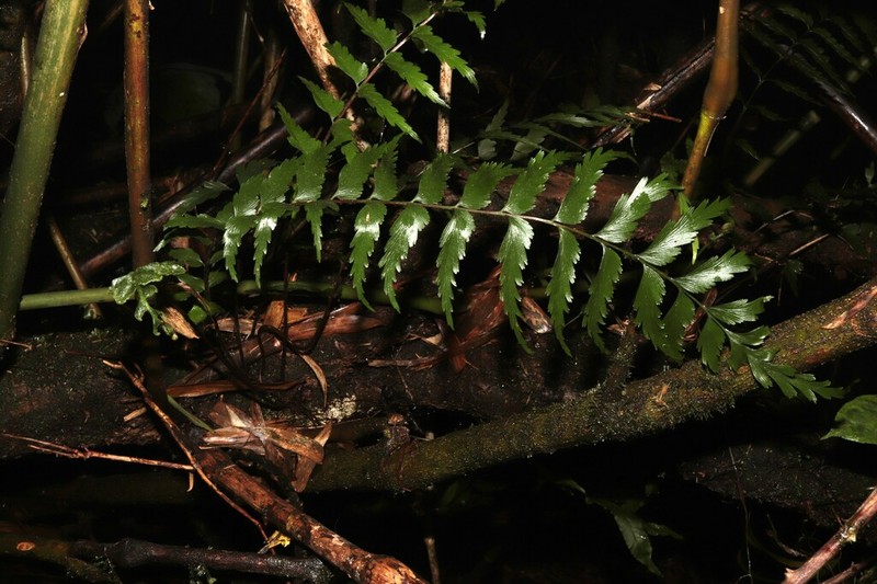 Asplenium decrescens