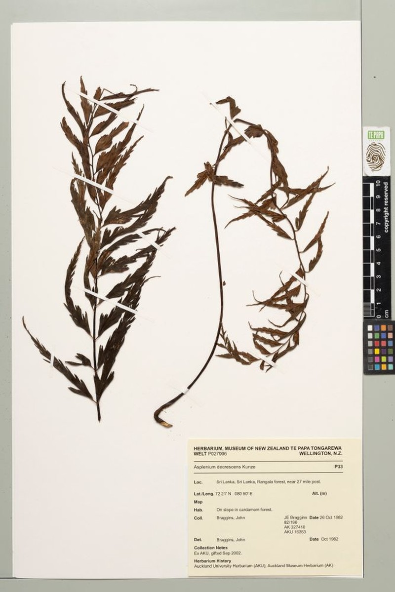 Asplenium decrescens photo 3