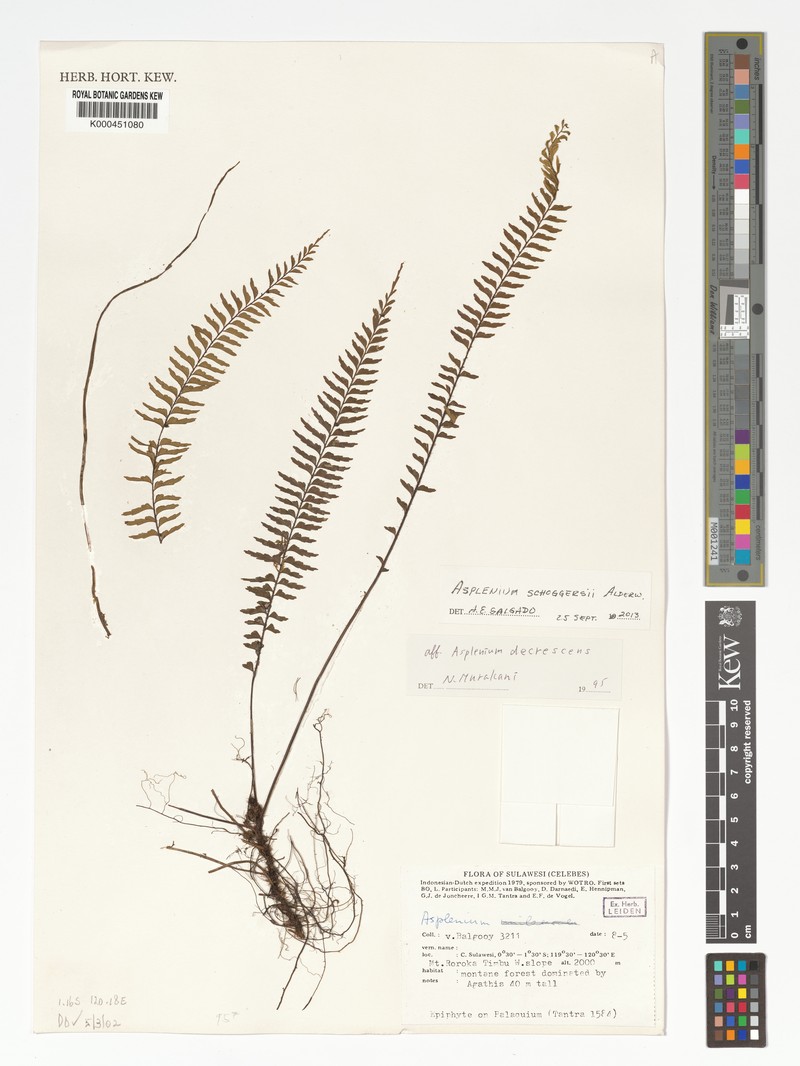 Asplenium decrescens photo 4