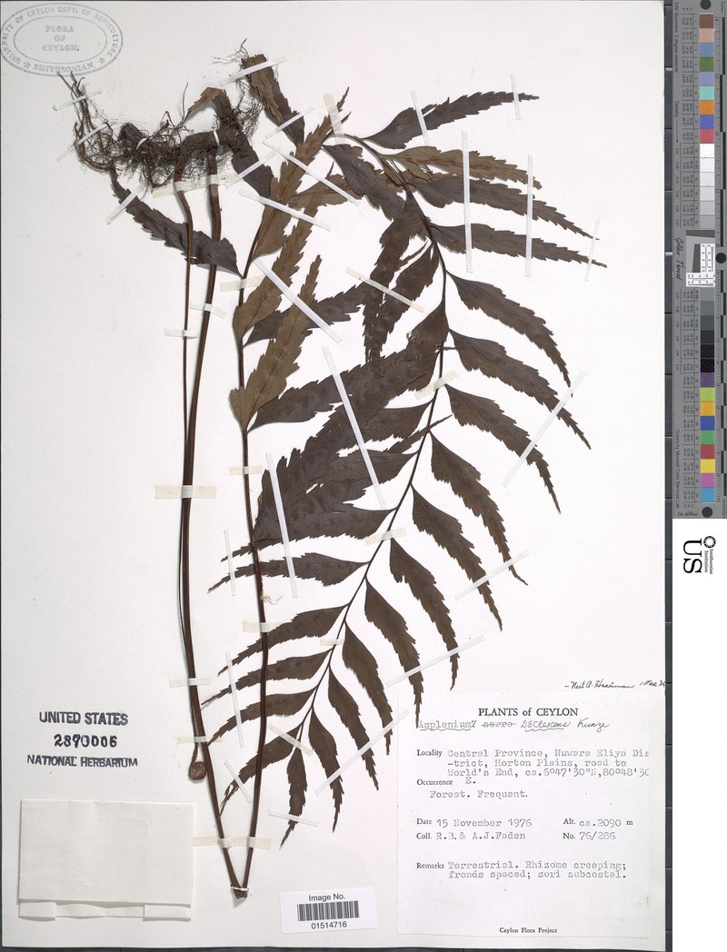 Asplenium decrescens photo 5