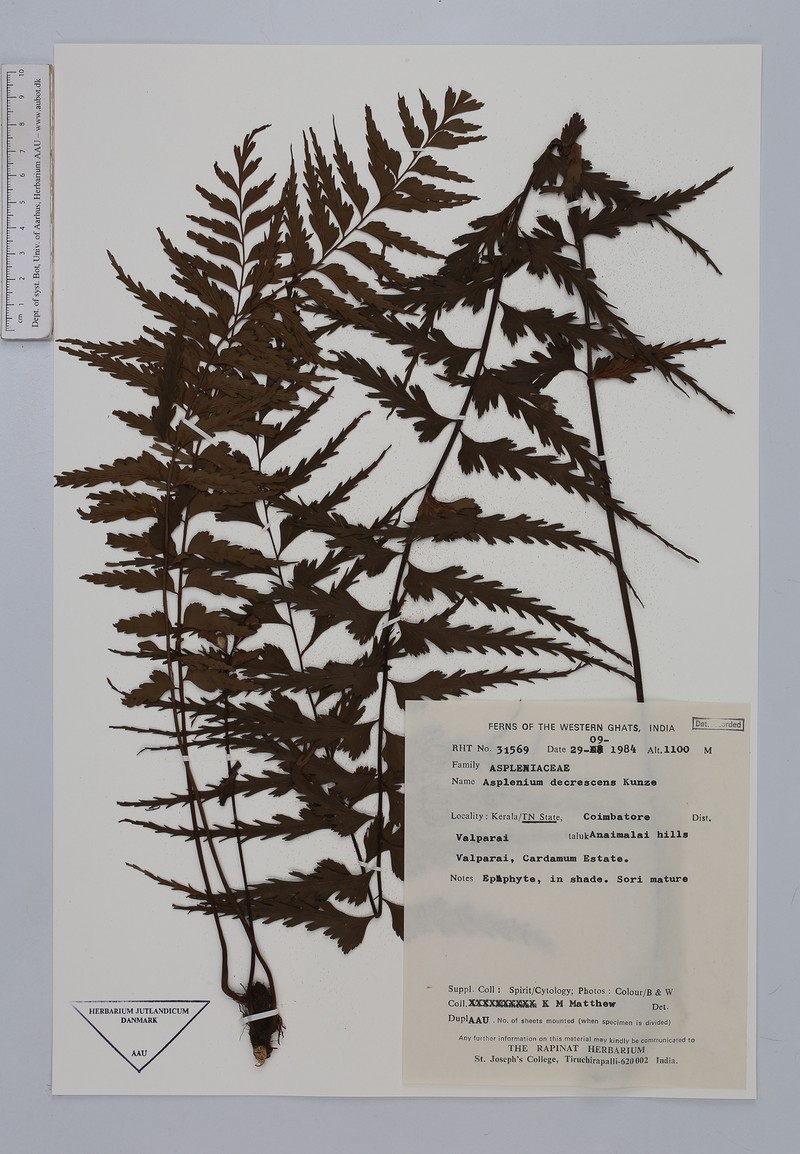 Asplenium decrescens