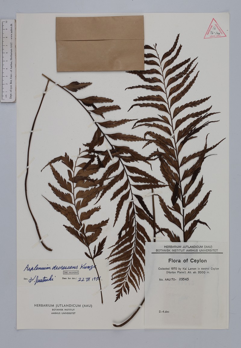Asplenium decrescens photo 2