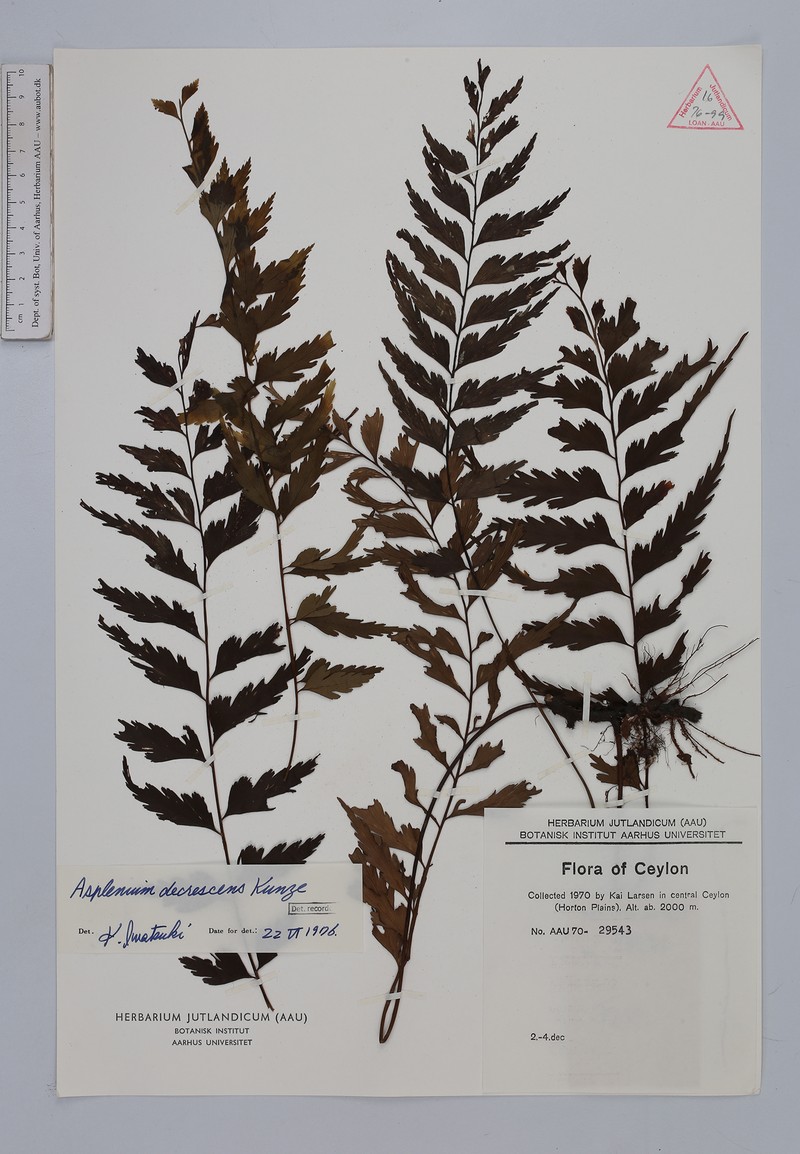 Asplenium decrescens photo 3