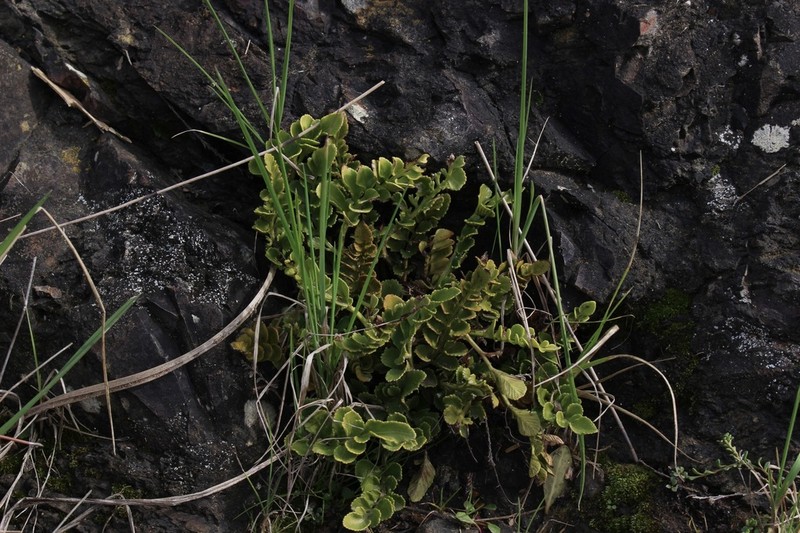 Asplenium decurrens