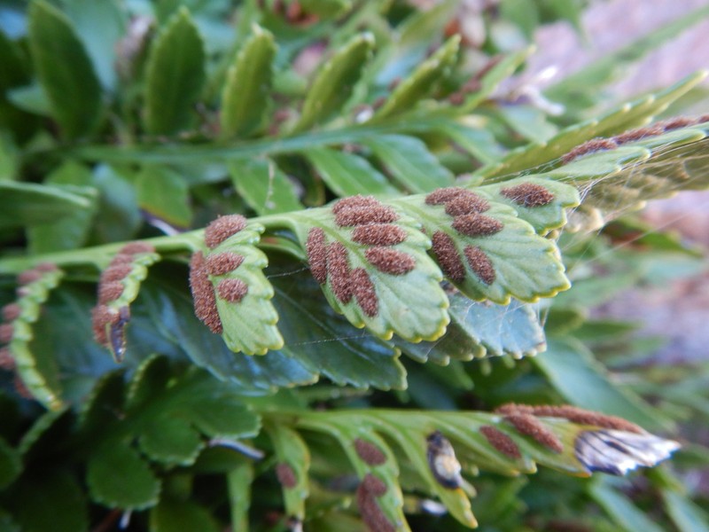 Asplenium decurrens photo 2
