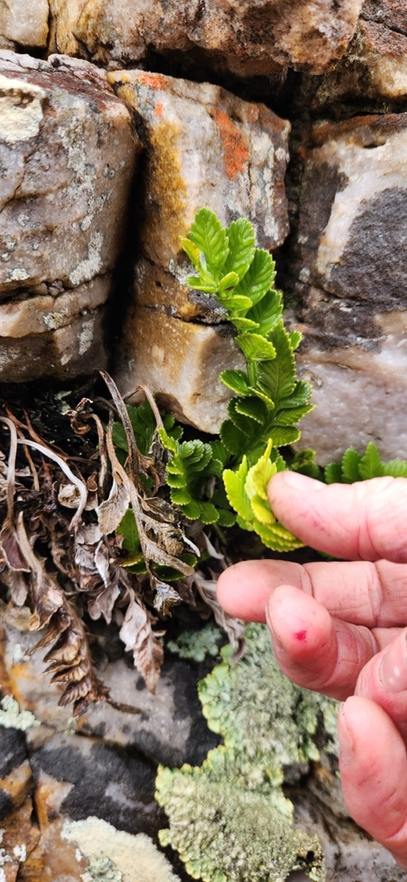 Asplenium decurrens photo 3