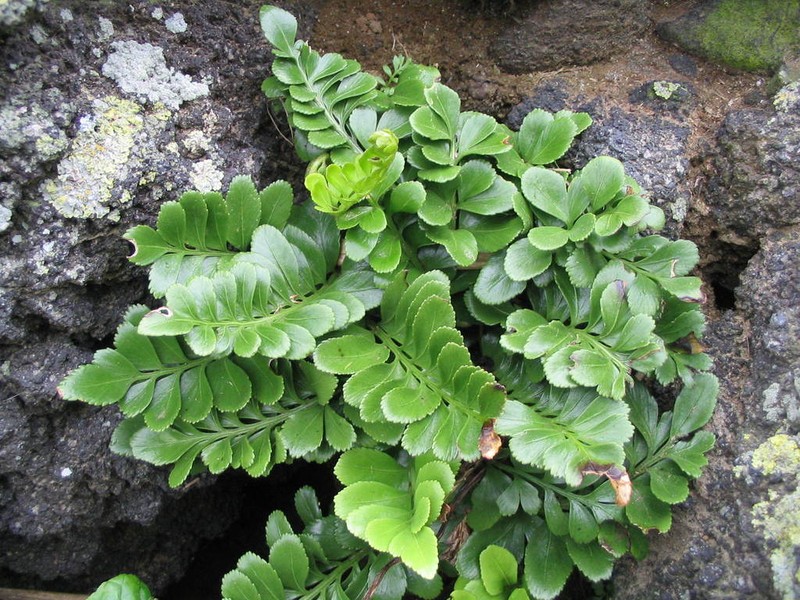 Asplenium decurrens photo 4