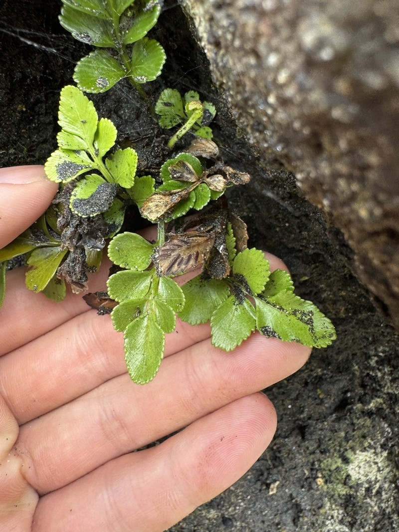 Asplenium decurrens photo 5