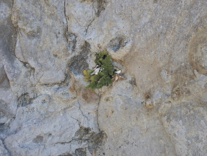 Asplenium decurrens photo 6