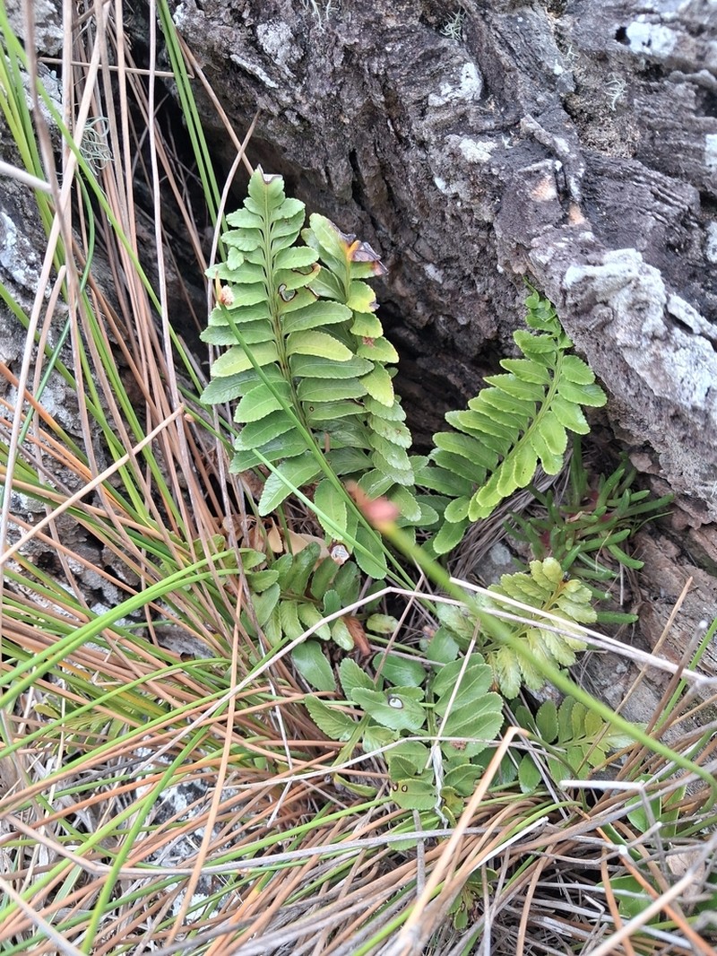 Asplenium decurrens photo 7