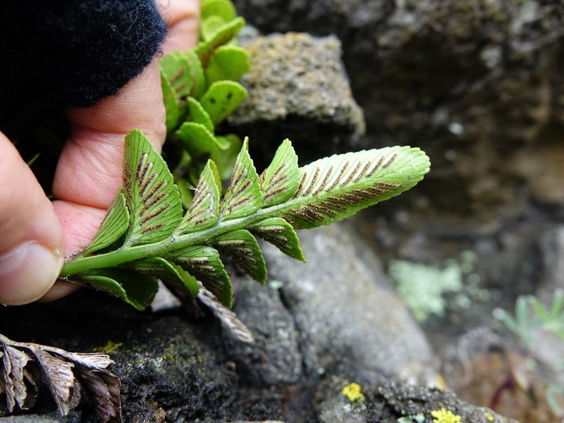 Asplenium decurrens photo 8