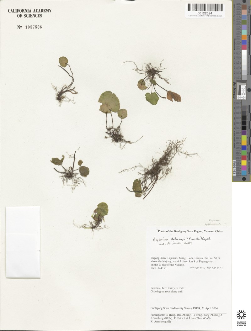 Asplenium delavayi photo 2