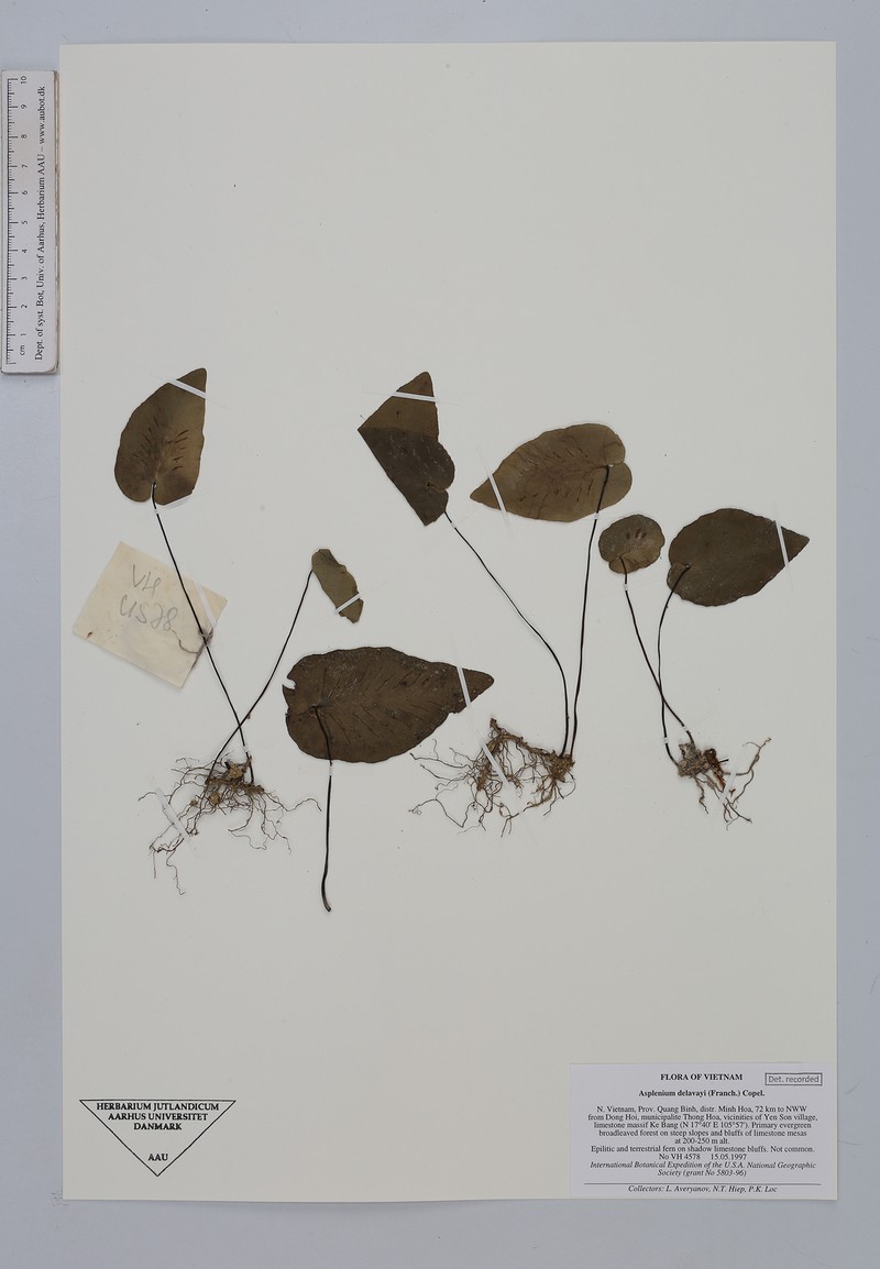 Asplenium delavayi photo 3